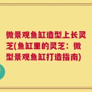 微景观鱼缸造型上长灵芝(鱼缸里的灵芝：微型景观鱼缸打造指南)