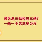 灵芝总三萜和总三萜？一般一个灵芝多少斤