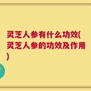 灵芝人参有什么功效(灵芝人参的功效及作用)