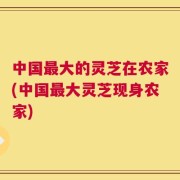 中国最大的灵芝在农家(中国最大灵芝现身农家)