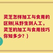 灵芝怎样加工与食用的区别(从野生到人工，灵芝的加工与食用技巧你知多少？)