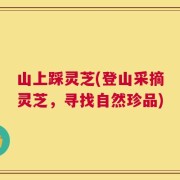 山上踩灵芝(登山采摘灵芝，寻找自然珍品)