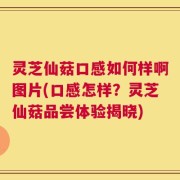 灵芝仙菇口感如何样啊图片(口感怎样？灵芝仙菇品尝体验揭晓)