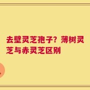 去壁灵芝孢子？薄树灵芝与赤灵芝区别
