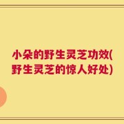 小朵的野生灵芝功效(野生灵芝的惊人好处)