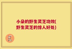 小朵的野生灵芝功效(野生灵芝的惊人好处)