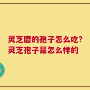 灵芝磨的孢子怎么吃？灵芝孢子是怎么样的