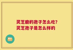 灵芝磨的孢子怎么吃？灵芝孢子是怎么样的