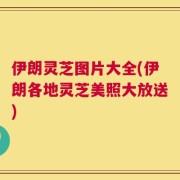 伊朗灵芝图片大全(伊朗各地灵芝美照大放送)