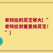 老妈捡的灵芝够大(“老妈捡到重量级灵芝！”)