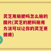 灵芝用施肥吗怎么施的图片(灵芝的肥料施用方法可以让你的灵芝更健康)