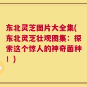 东北灵芝图片大全集(东北灵芝壮观图集：探索这个惊人的神奇菌种！)