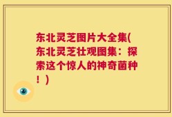 东北灵芝图片大全集(东北灵芝壮观图集：探索这个惊人的神奇菌种！)