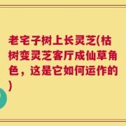 老宅子树上长灵芝(枯树变灵芝客厅成仙草角色，这是它如何运作的)