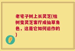 老宅子树上长灵芝(枯树变灵芝客厅成仙草角色，这是它如何运作的)