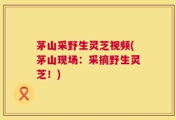 茅山采野生灵芝视频(茅山现场：采摘野生灵芝！)