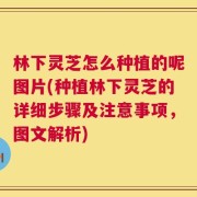 林下灵芝怎么种植的呢图片(种植林下灵芝的详细步骤及注意事项，图文解析)
