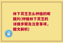 林下灵芝怎么种植的呢图片(种植林下灵芝的详细步骤及注意事项，图文解析)
