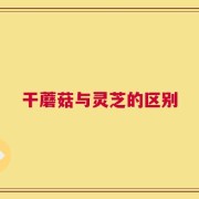 干蘑菇与灵芝的区别
