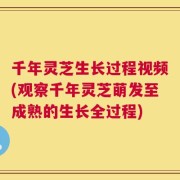 千年灵芝生长过程视频(观察千年灵芝萌发至成熟的生长全过程)