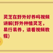 灵芝在野外好养吗视频讲解(野外种植灵芝，易行易养，请看视频教程)