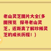 老山灵芝图片大全(多图预览  探寻老山灵芝，近距离了解珍稀灵芝的成长历程！)