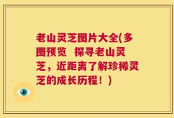 老山灵芝图片大全(多图预览  探寻老山灵芝，近距离了解珍稀灵芝的成长历程！)