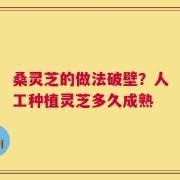 桑灵芝的做法破壁？人工种植灵芝多久成熟