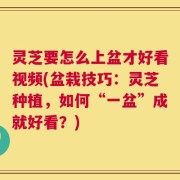 灵芝要怎么上盆才好看视频(盆栽技巧：灵芝种植，如何“一盆”成就好看？)