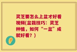 灵芝要怎么上盆才好看视频(盆栽技巧：灵芝种植，如何“一盆”成就好看？)