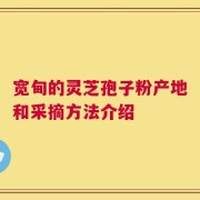 宽甸的灵芝孢子粉产地和采摘方法介绍