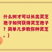什么树才可以长出灵芝孢子如何获得灵芝孢子？简单几步教你种灵芝。)