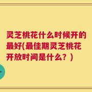 灵芝桃花什么时候开的最好(最佳期灵芝桃花开放时间是什么？)