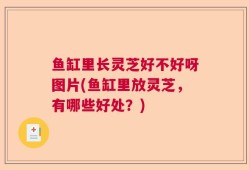 鱼缸里长灵芝好不好呀图片(鱼缸里放灵芝，有哪些好处？)