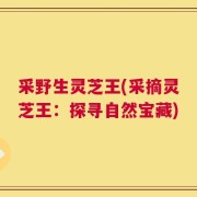 采野生灵芝王(采摘灵芝王：探寻自然宝藏)