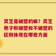 灵芝是破壁的嘛？灵芝袍子粉破壁和不破壁的区别体现在哪些方面