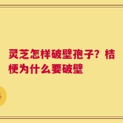 灵芝怎样破壁孢子？桔梗为什么要破壁
