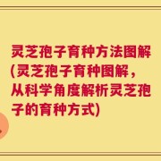 灵芝孢子育种方法图解(灵芝孢子育种图解，从科学角度解析灵芝孢子的育种方式)