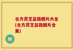 北方灵芝盆栽图片大全(北方灵芝盆栽图片全集)