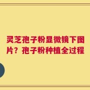 灵芝孢子粉显微镜下图片？孢子粉种植全过程