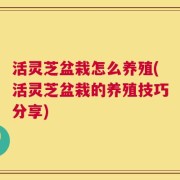 活灵芝盆栽怎么养殖(活灵芝盆栽的养殖技巧分享)