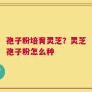 孢子粉培育灵芝？灵芝孢子粉怎么种