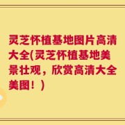 灵芝怀植基地图片高清大全(灵芝怀植基地美景壮观，欣赏高清大全美图！)