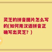 灵芝的拼音图片怎么写的(如何用汉语拼音正确写出灵芝？)