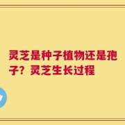 灵芝是种子植物还是孢子？灵芝生长过程