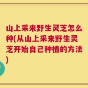 山上采来野生灵芝怎么种(从山上采来野生灵芝开始自己种植的方法)