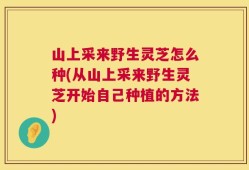 山上采来野生灵芝怎么种(从山上采来野生灵芝开始自己种植的方法)