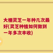 大棚灵芝一年种几次最好(灵芝种植如何做到一年多次丰收)