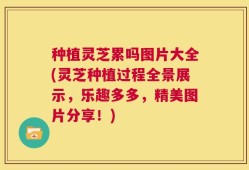 种植灵芝累吗图片大全(灵芝种植过程全景展示，乐趣多多，精美图片分享！)