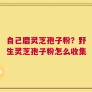 自己磨灵芝孢子粉？野生灵芝孢子粉怎么收集